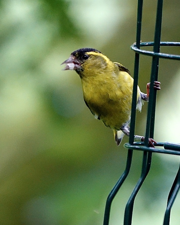 siskin